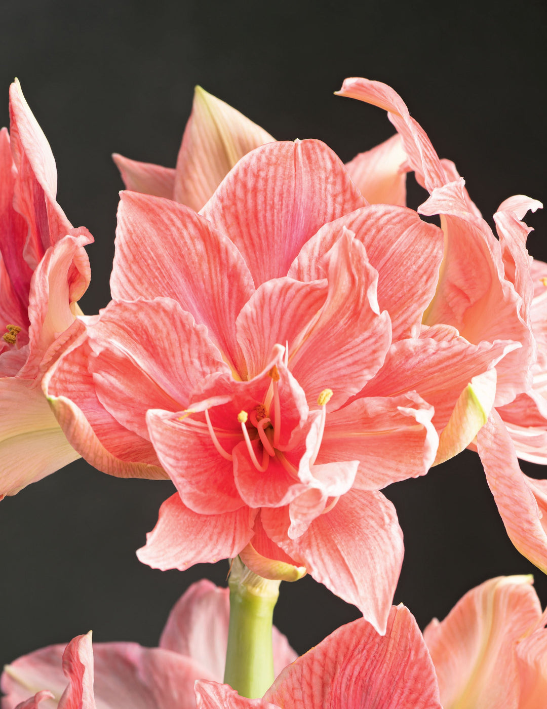 Hippeastrum Sweet Nymph (Season: Aug-Sep)