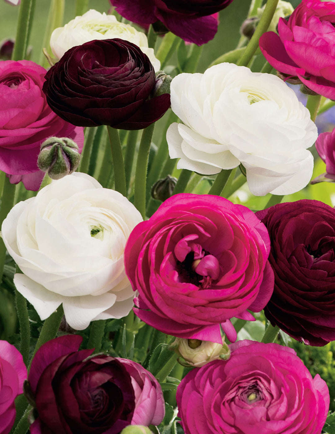 Ranunculus Romantic Pastels Bulbs