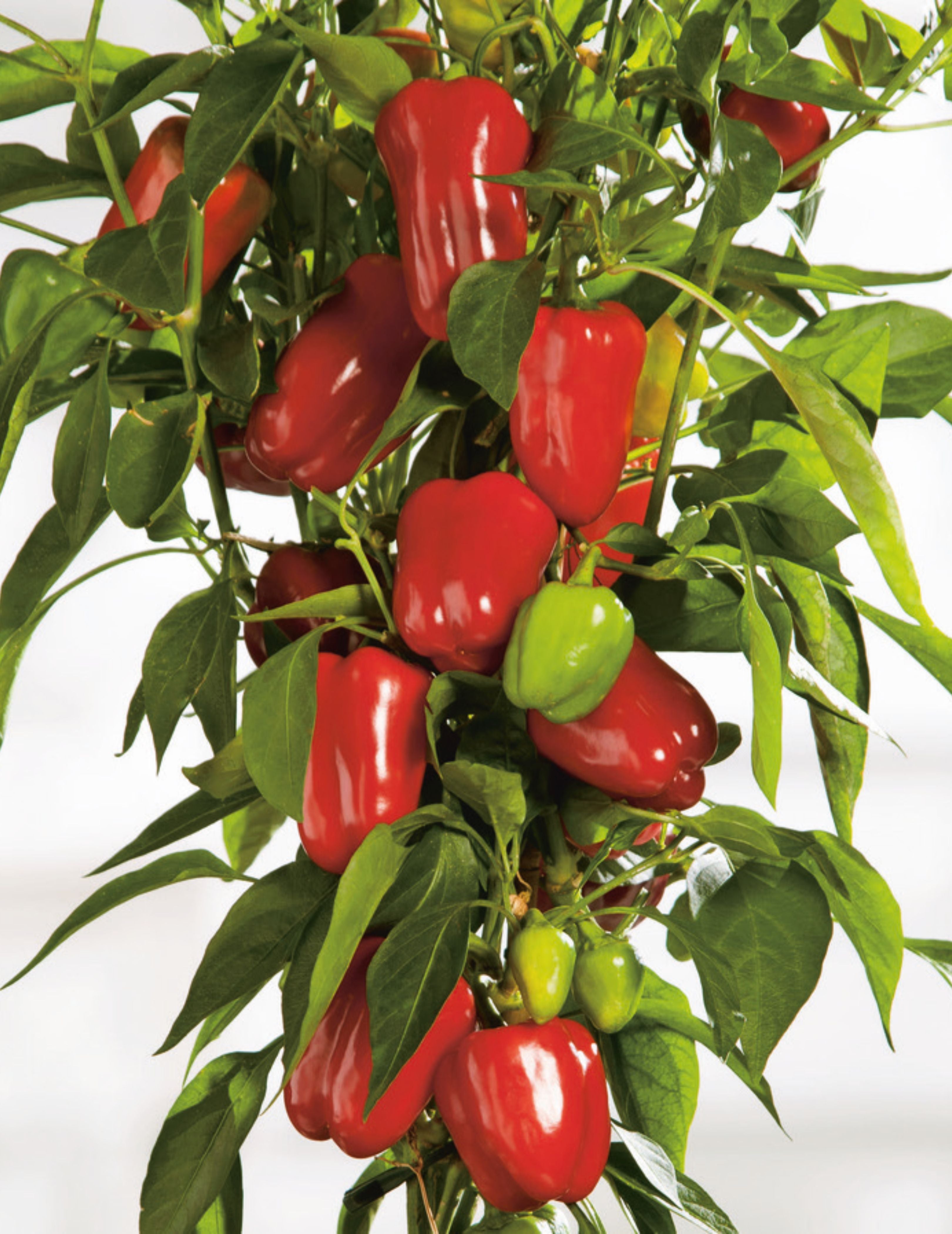 Capsicum Mini Belle Red