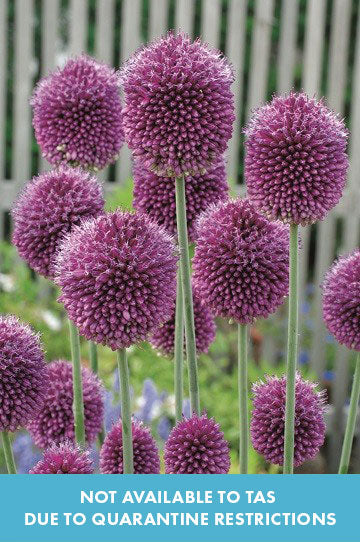 Allium Drumstick