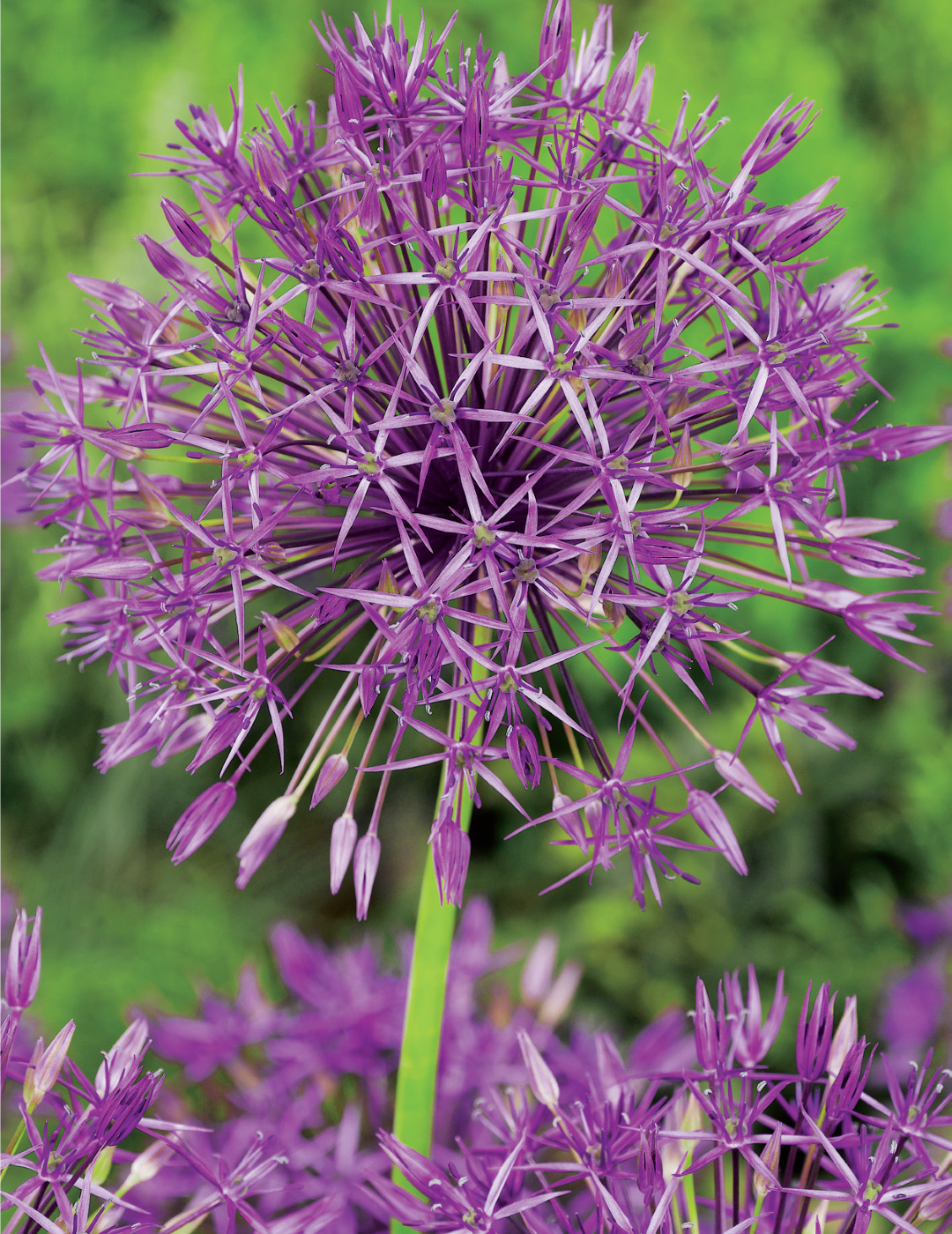 Allium Purple rain