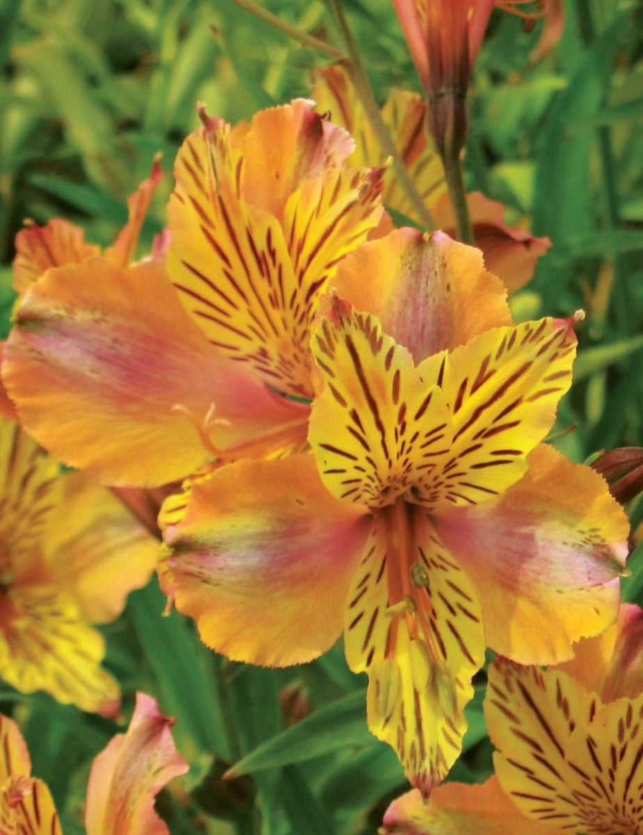 Alstroemeria Butterscotch Plant