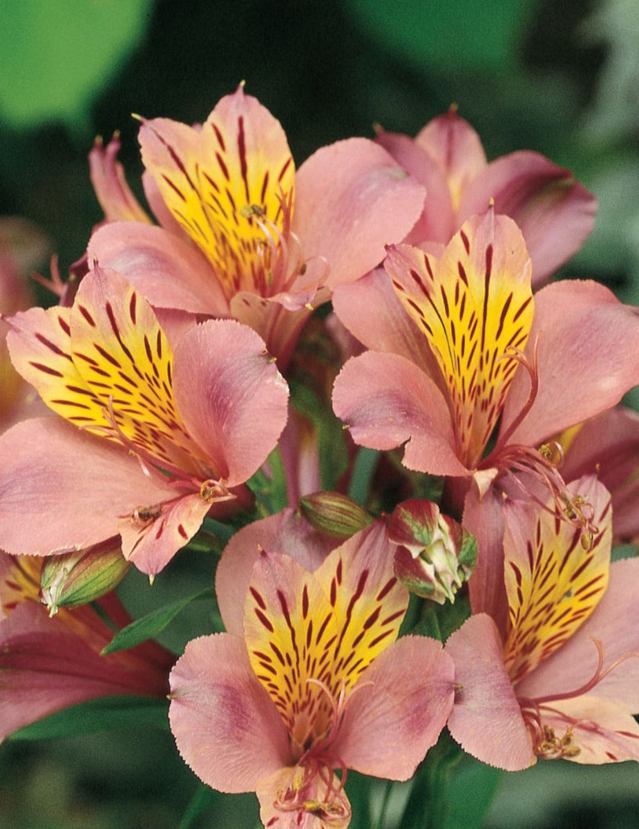 Alstroemeria Regina Plant