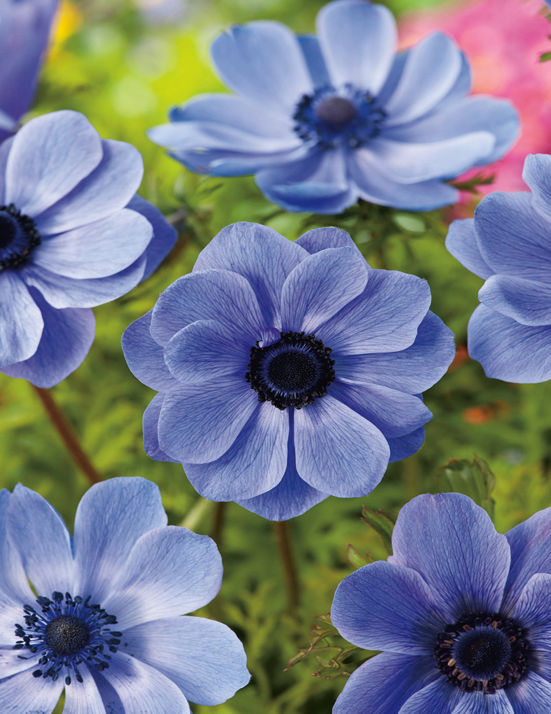 Anemone Poppy Blue