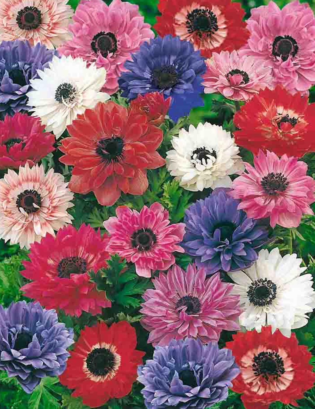 Anemone St. Brigids Mixed