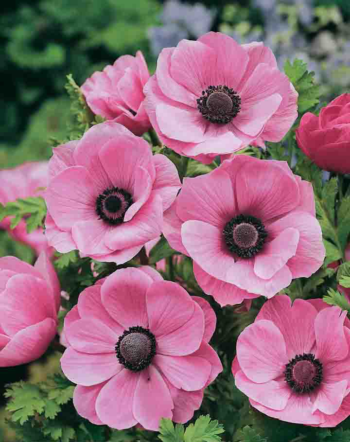 Anemone de Caen Pretty Pink