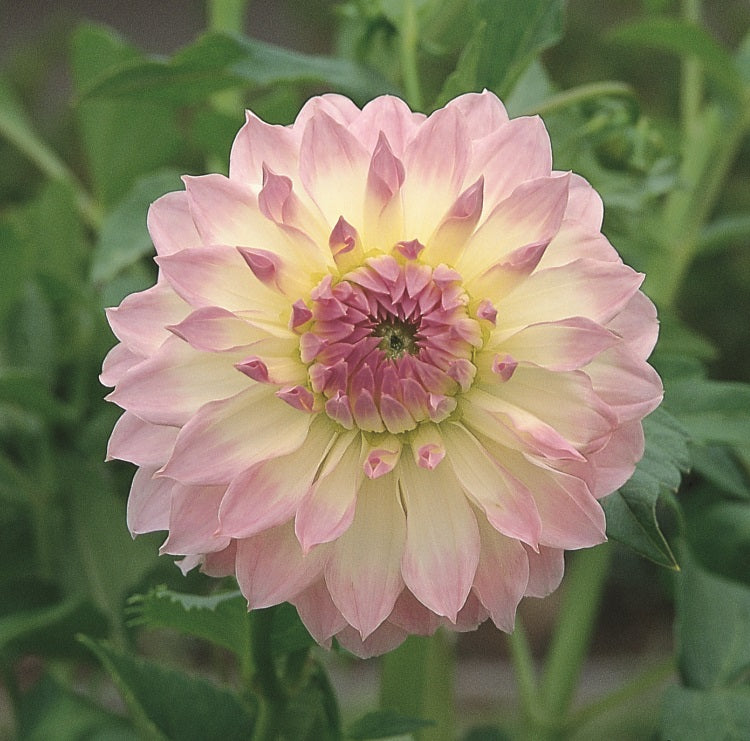 Dahlia Anne's Delight (season:Aug-Sep)