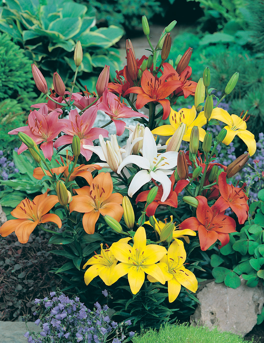 Winter Lilium Asiatic Mixed Bulbs (Bumper Bargain 10-Pack)