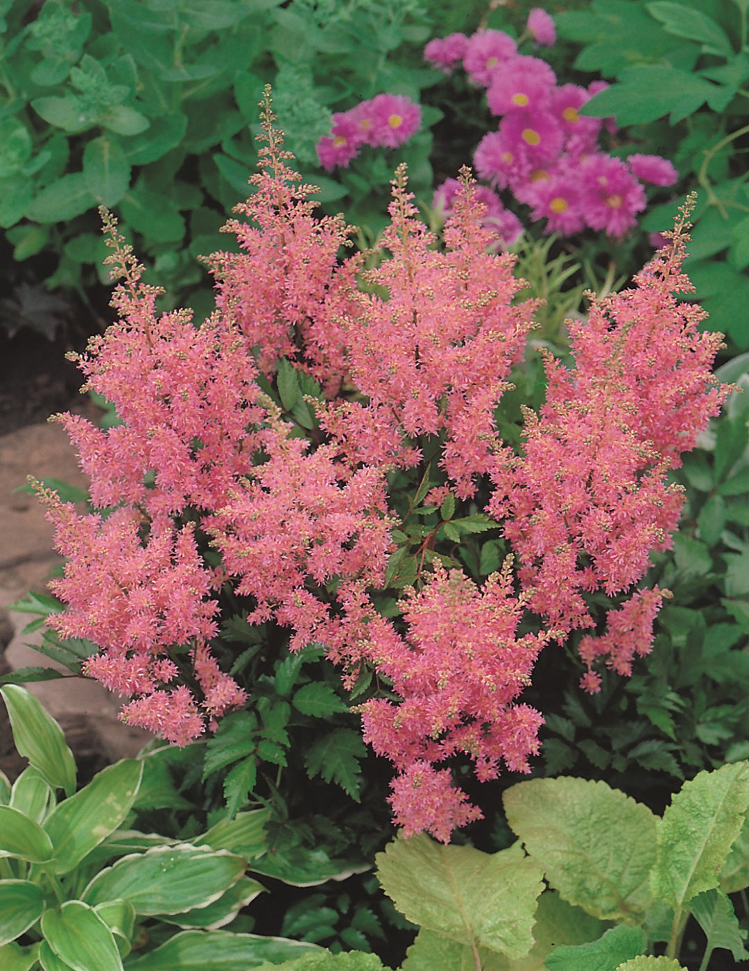 Astilbe Pink (Bulb) (season: Winter)