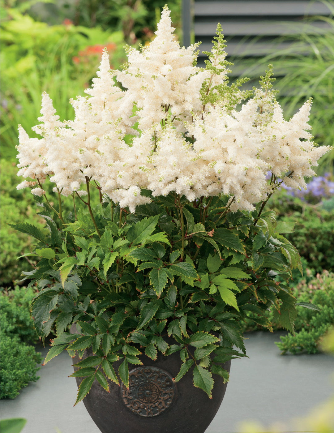 Astilbe White (season: Winter)