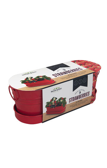 Strawberry - Windowsill Tin