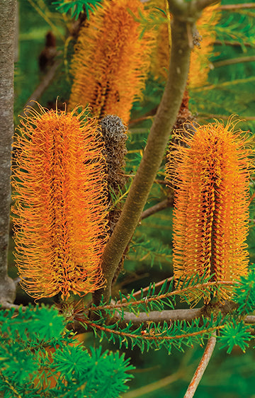 Heath Banksia WILDFLOWER