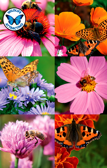 Bee & Butterfly Flower Mix