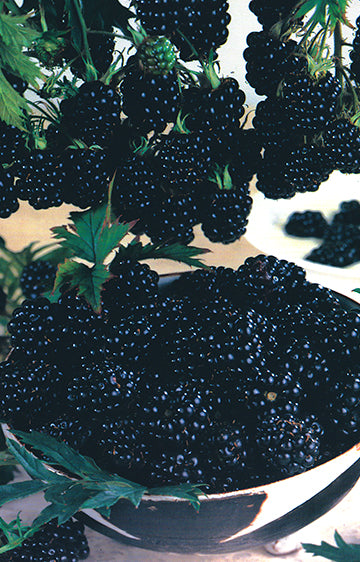 Blackberry Thornless