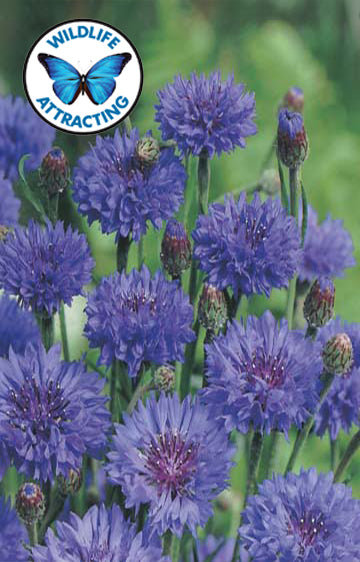 Cornflower Blue Ball