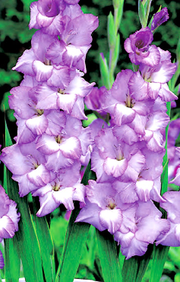 Gladioli Costa (season: Winter)