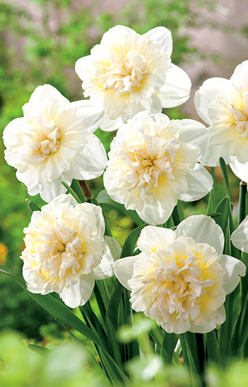 Daffodil Double Ice King