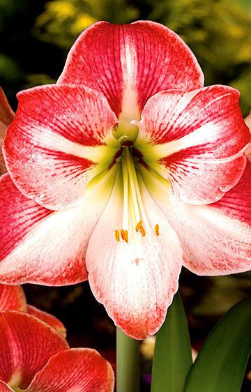 Hippeastrum Flamenco Queen (season:Aug-Sep)