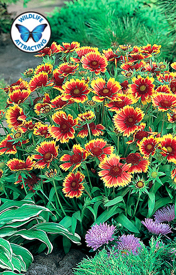 Gaillardia Gobilin Blanket Flower Flower Seeds