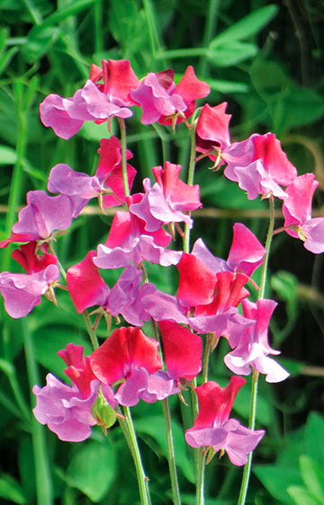 Sweet Pea Harbinger