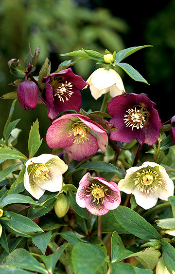 Hellebore Mix (season: Winter)