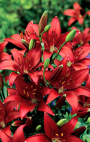 Oriental Lily Kabana (season:Aug-Sep)