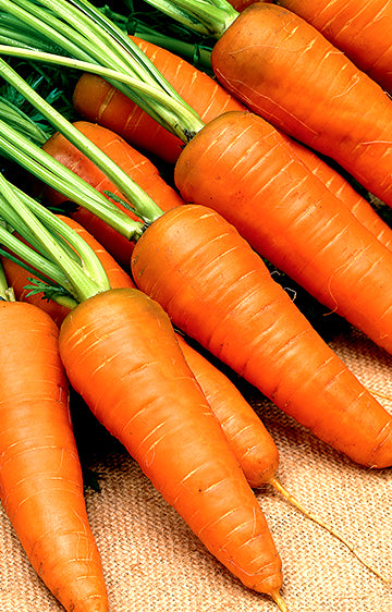 Carrot Kuroda