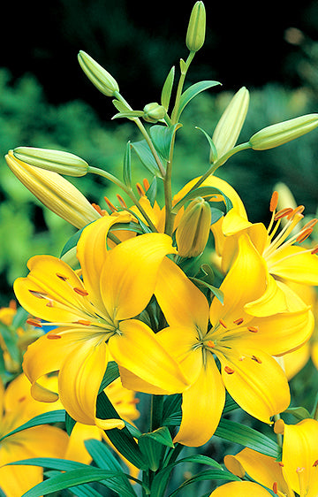 Lilium Madras (season: Winter)