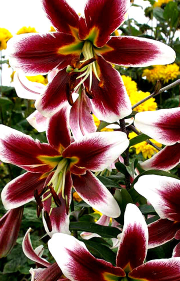 Tree Lily Miss Lily (season: Aug-Sep)