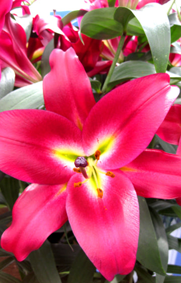 Tree Lily Mussasi (season: Aug-Sep)