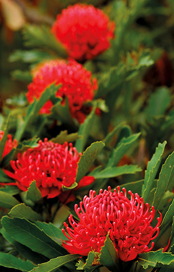 NSW Waratah WILDFLOWER