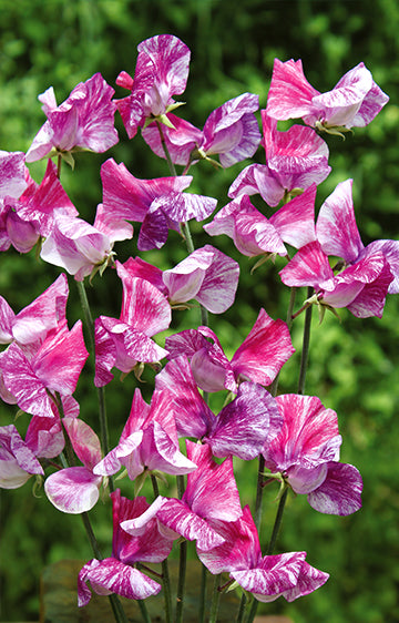 Sweet Pea Pandemonium