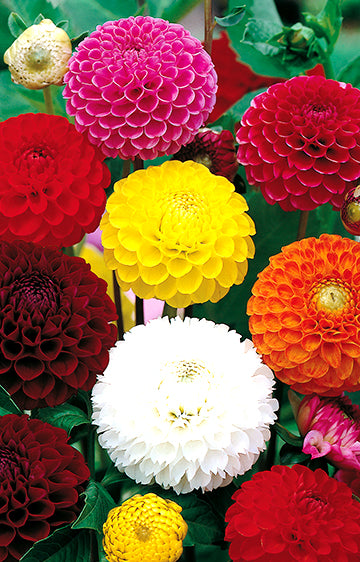 Dahlia Pompon Mix (season:Aug-Sep)