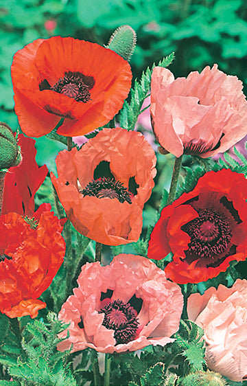 Poppy Oriental Mix