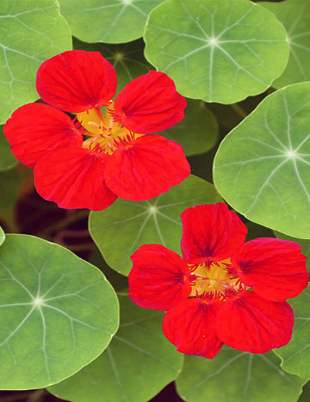 Nasturtium Empress of India