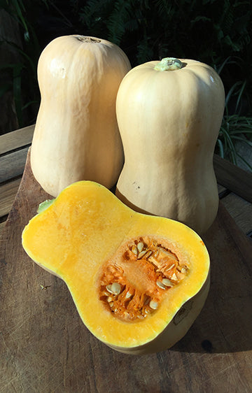 Pumpkin Butternut