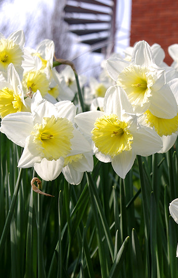 Daffodil Ice Follies