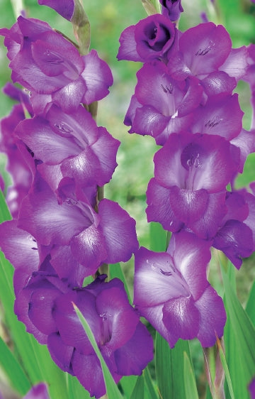 Gladioli Purple Flora (season: Winter)