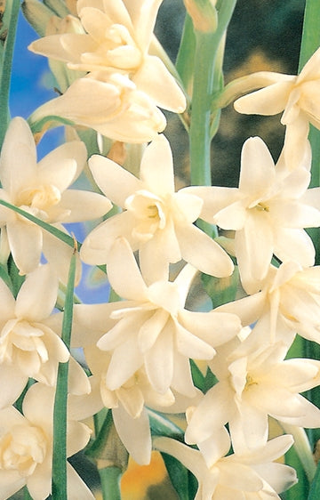 Tuberoses 'Cream' (Season:Aug-Sep)