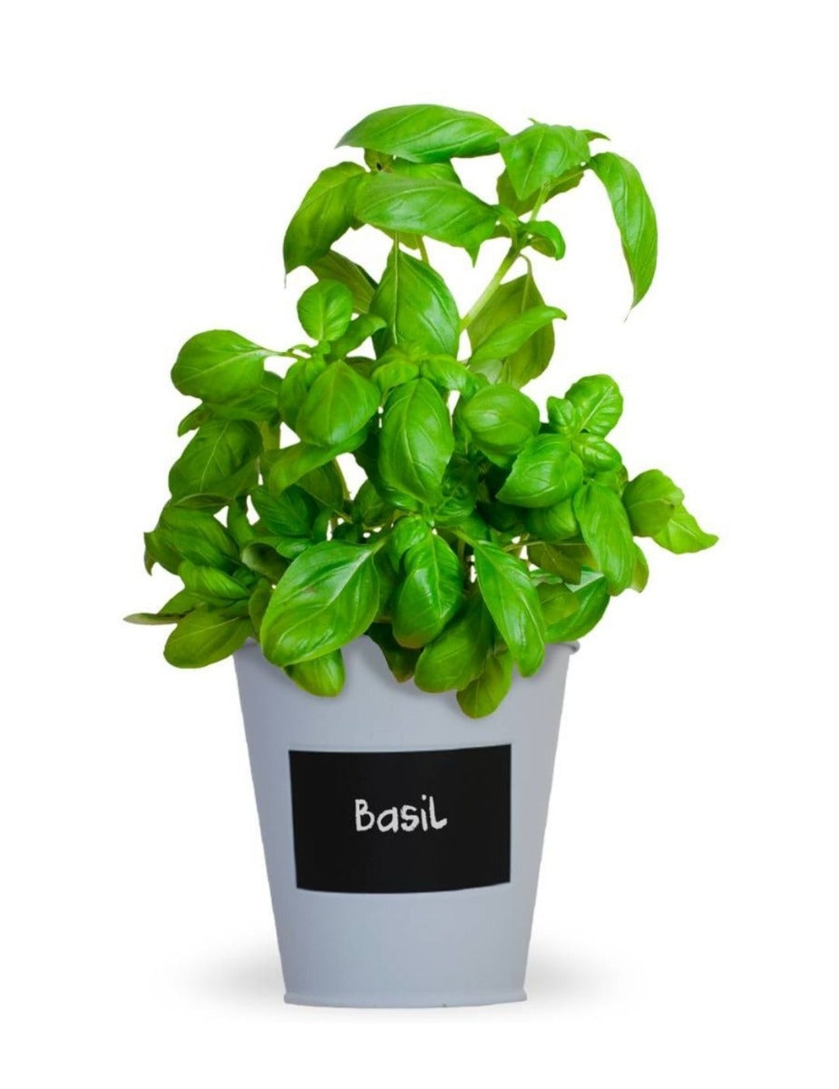 Basil - Chalkboard Grow Kit Tin