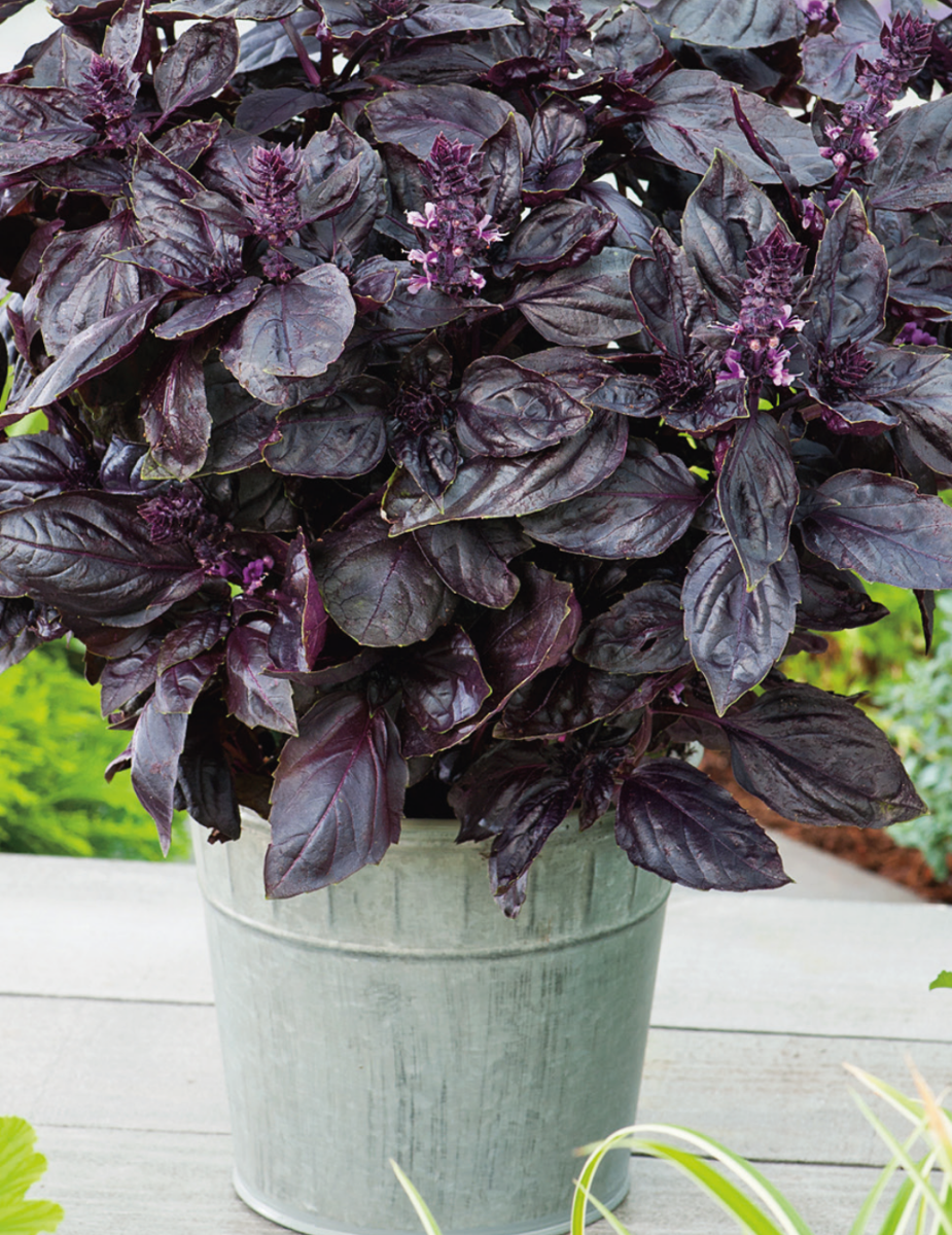 Ruby Red Basil Seeds