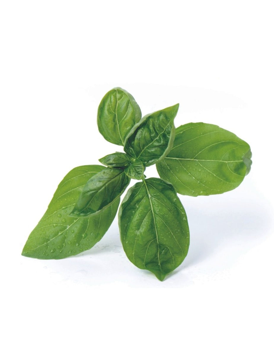 Véritable® Seed Lingot® - Basil Sweet