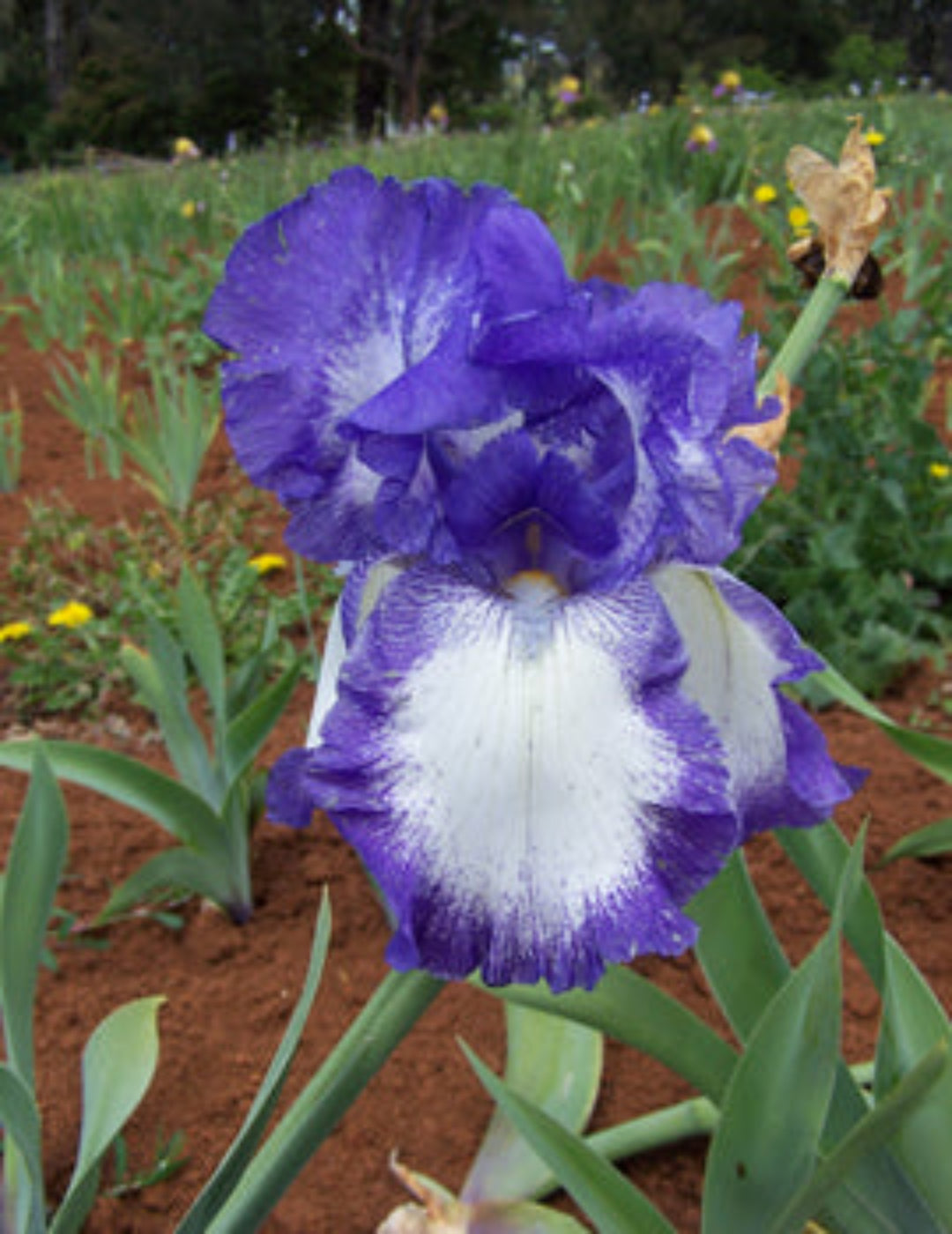 Bearded Iris Babbling Brook (Winter Season)