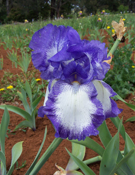 Bearded Iris Babbling Brook (season: Winter)