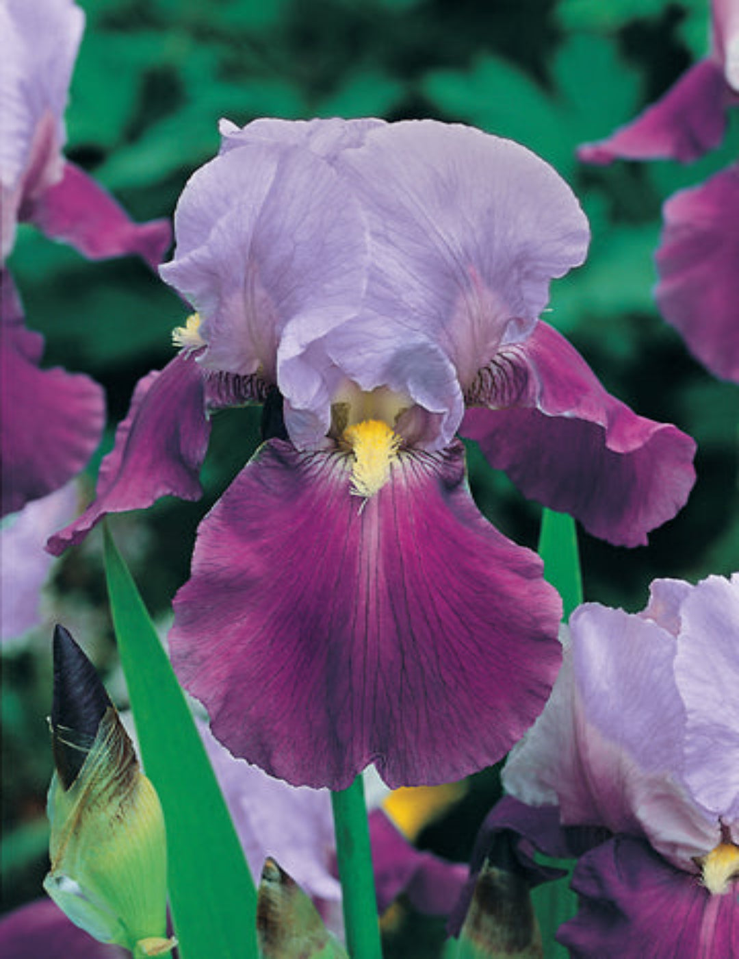 Bearded Iris Bluebird Wine Bulb (season: Winter)