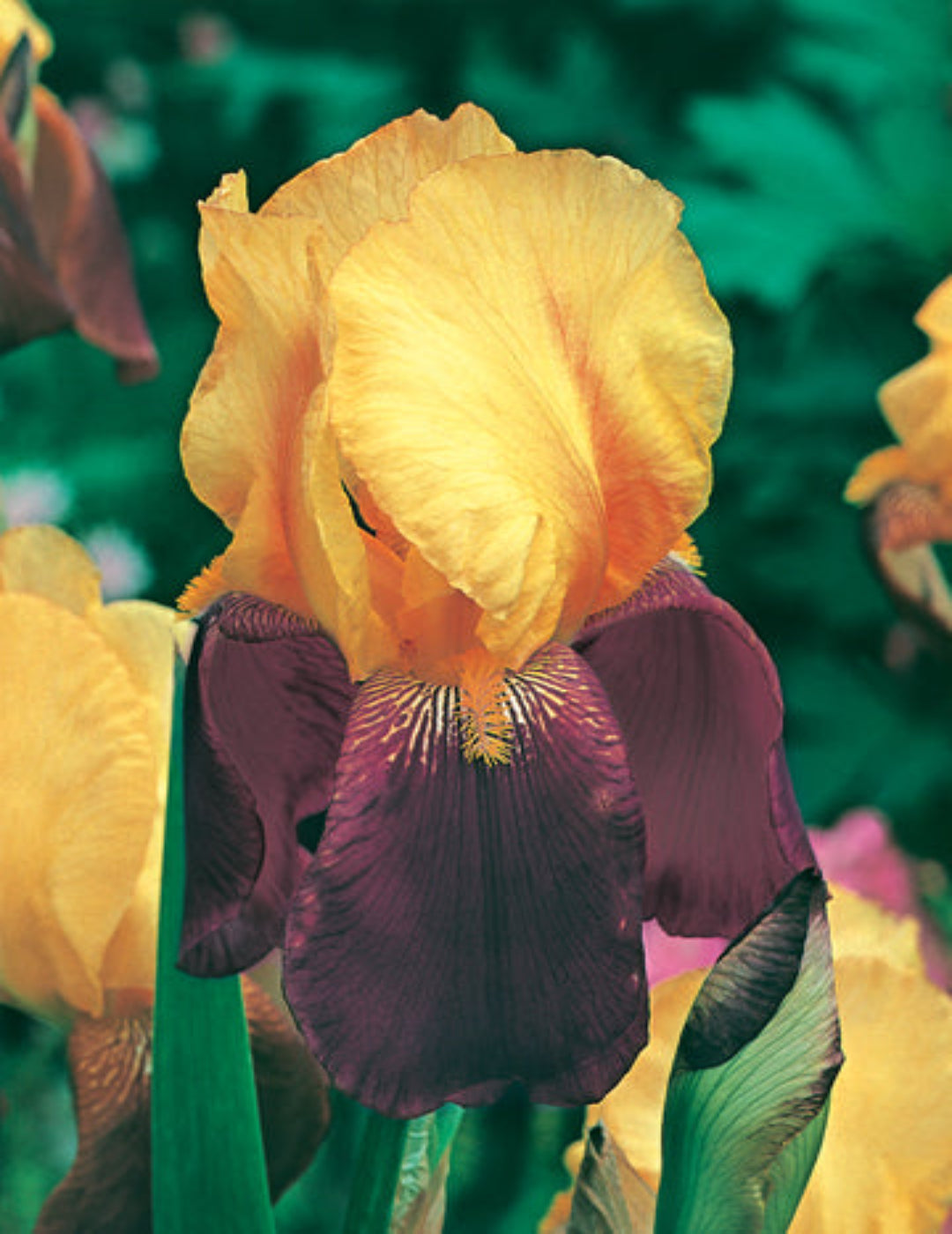 Bearded Iris Gambler Bulb (Season: Winter)