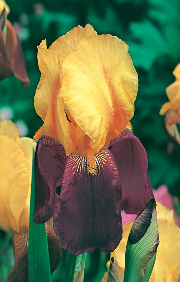 Bearded Iris Gambler (season: Winter)