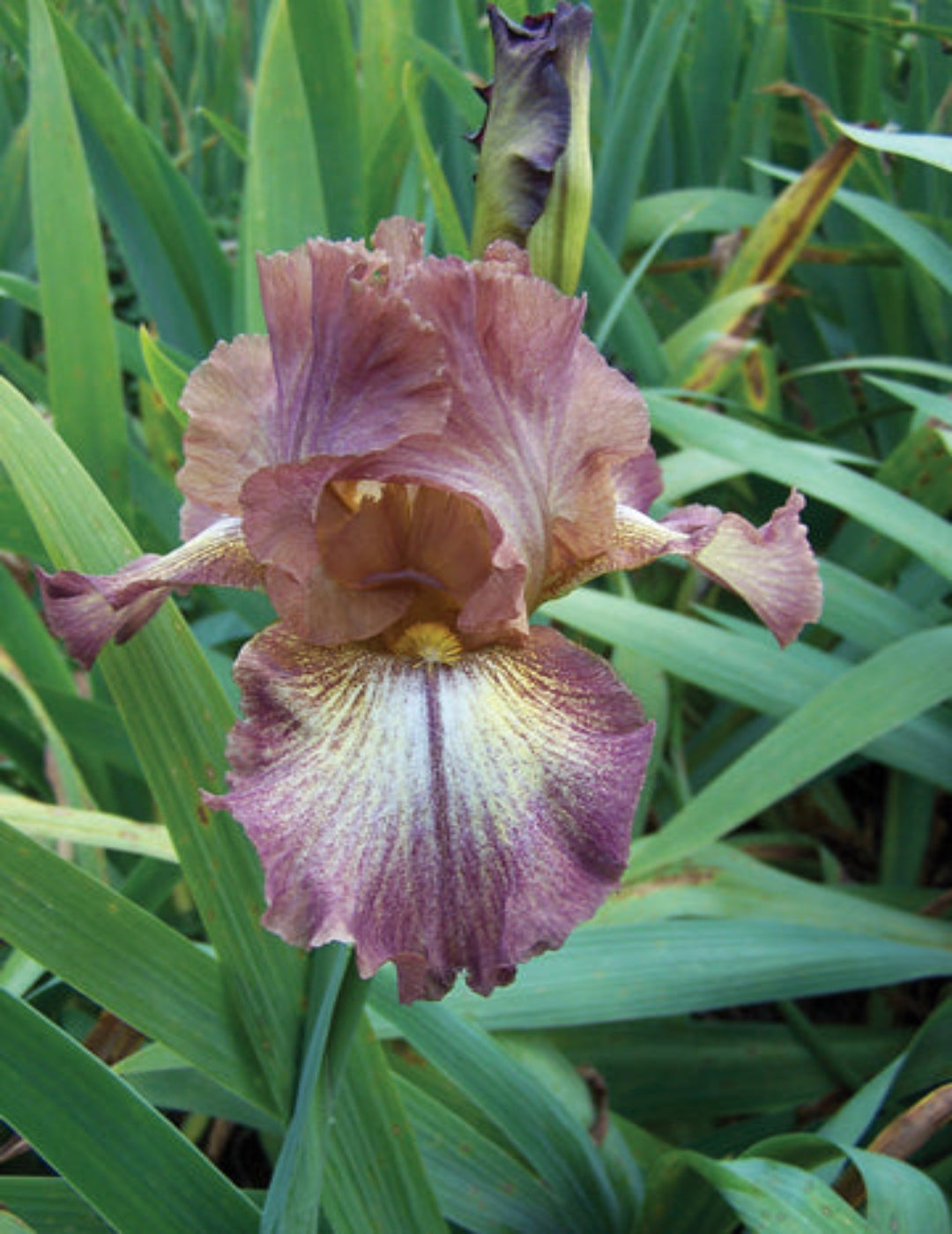 Bearded Iris Kerries Kirtle Bulb (season: Winter)