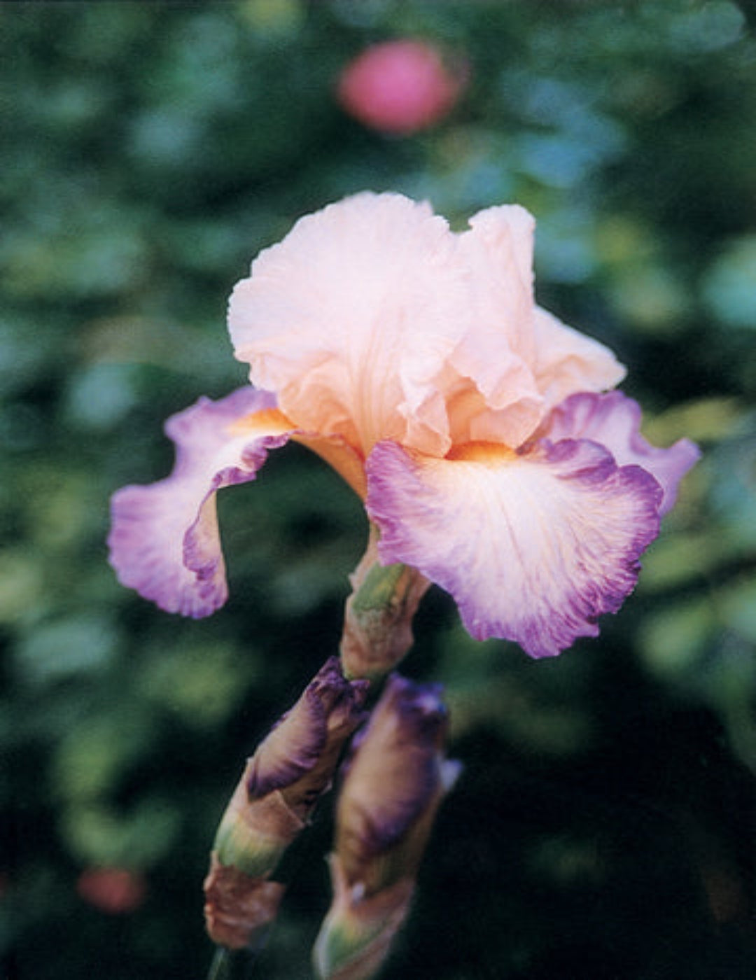 Bearded Iris Planned Treasure (Season: Winter)