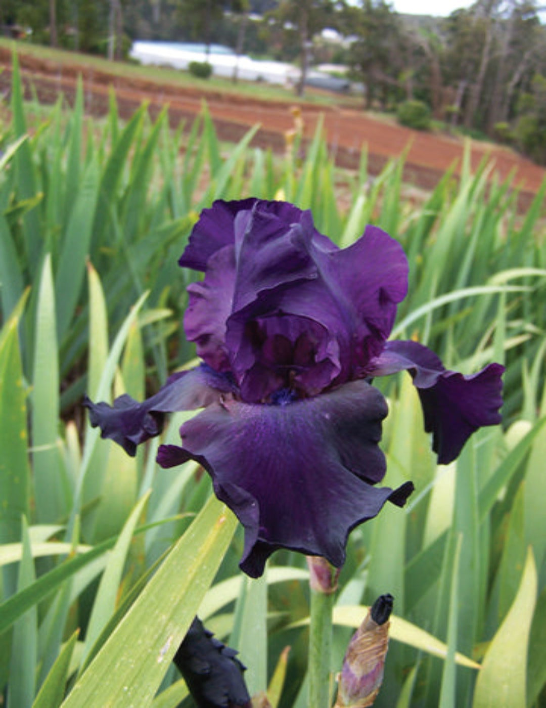 Bearded Iris Superstition Bulb (season: Winter)